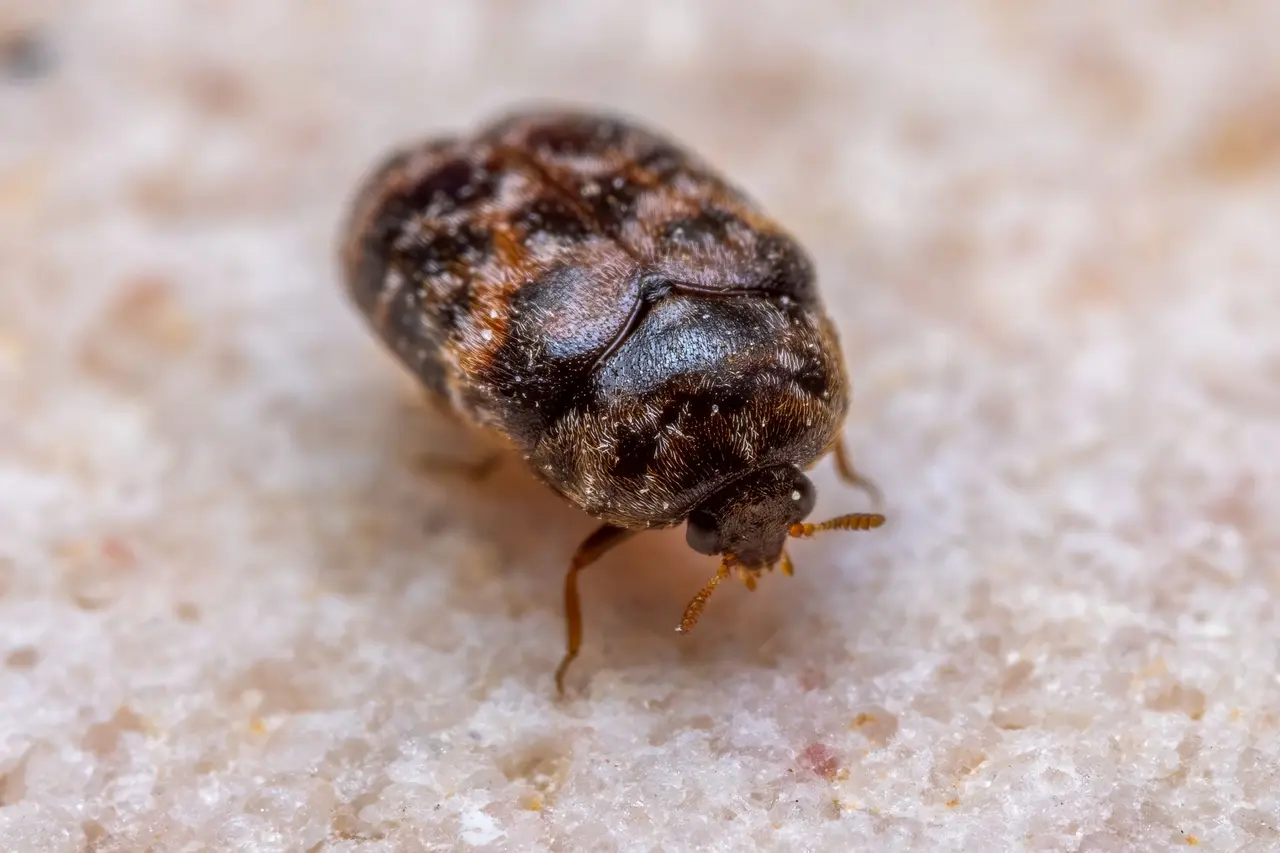 Bed Bug Control in Hamilton