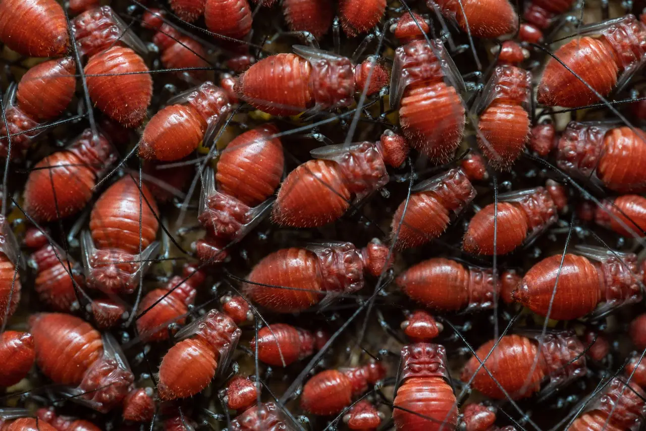 Bed Bug Extermination in Hamilton