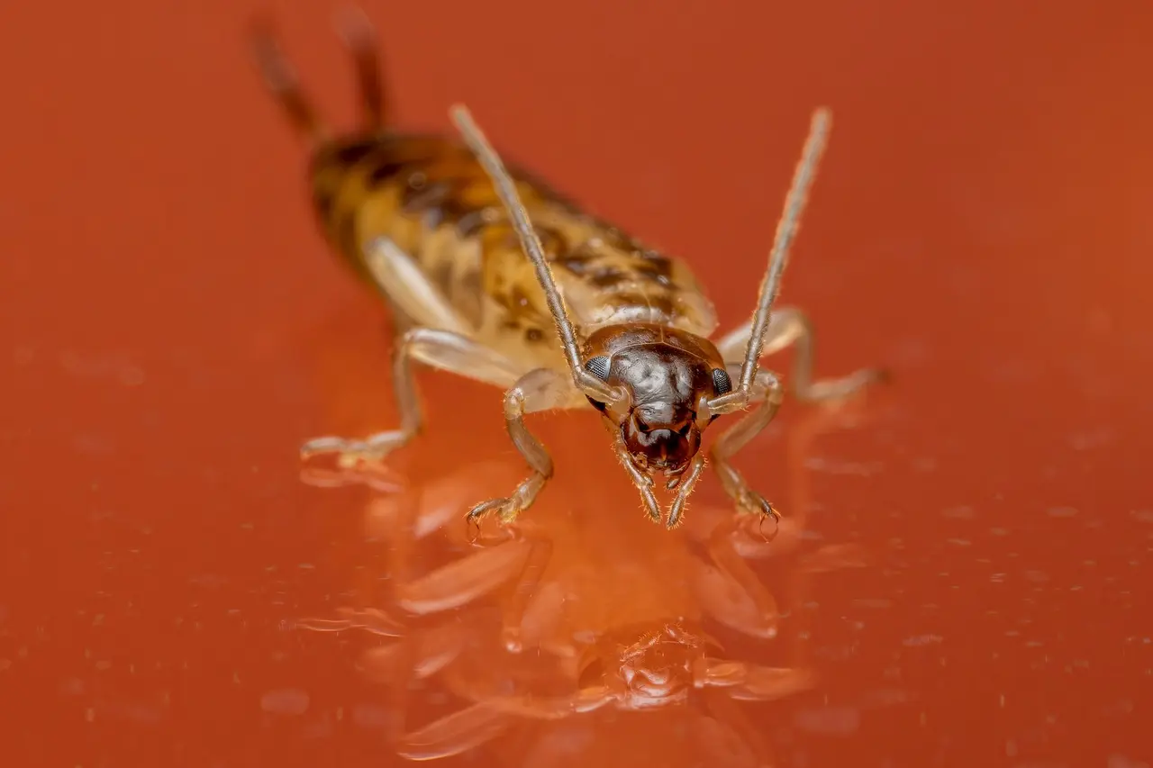Bed Bug Inspection in Hamilton