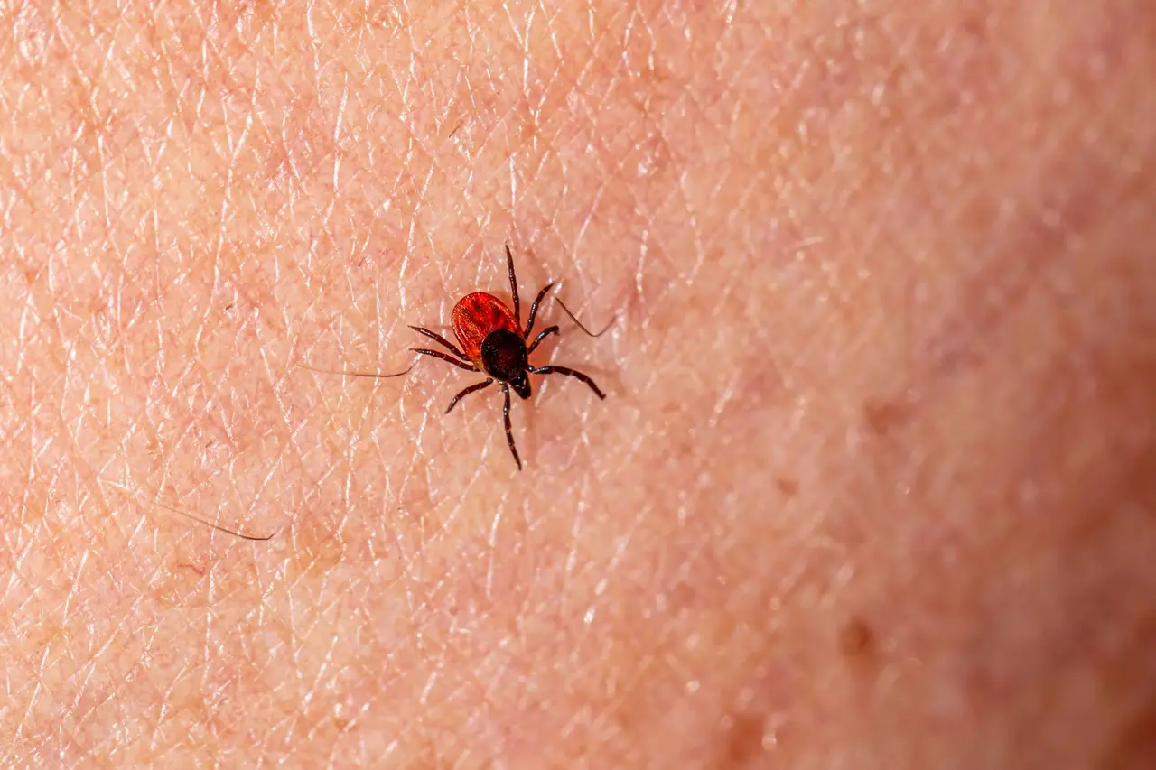Bed Bug Prevention in Hamilton